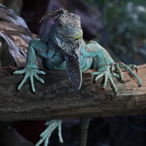 Grüner Leguan
